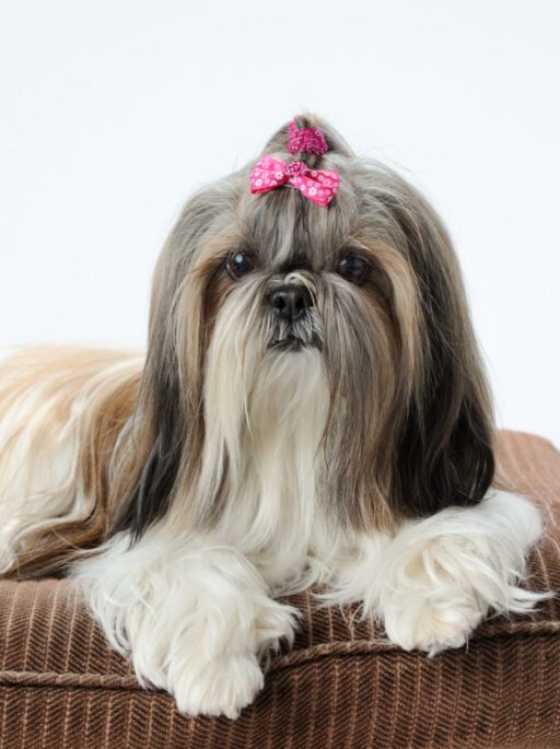 dog, dogs, pets, hairy, isolate